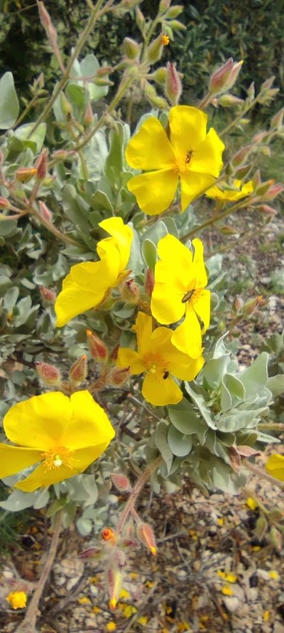 Cistus atriplicifolius, photographed by Santiago Martín-Bravo