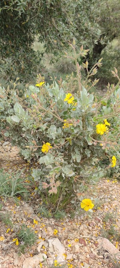 Cistus atriplicifolius, photographed by Santiago Martín-Bravo
