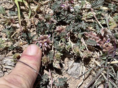 Marina calycosa, photographed by CK2AZ