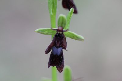 Ophrys insectifera, photographed by Adrien Nouailhane