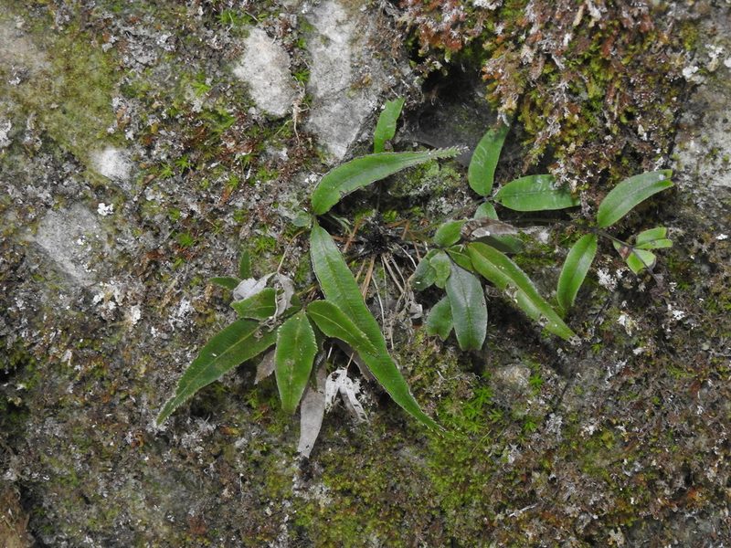 Pteris deltodon, photographed by Jacy Chen