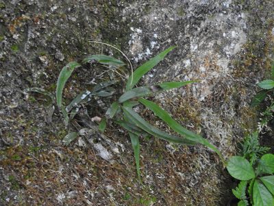 Pteris deltodon, photographed by Jacy Chen