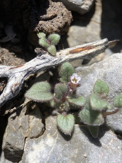 Phacelia barnebyana, photographed by Matt Berger