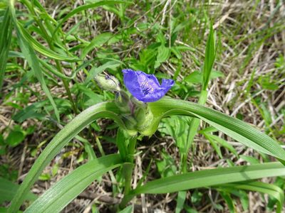 Tradescantia bracteata, photographed by Thomas Koffel