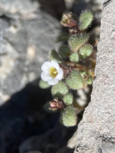Phacelia barnebyana, photographed by Matt Berger