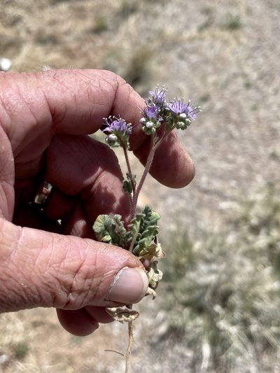 Phacelia bombycina, photographed by CK2AZ