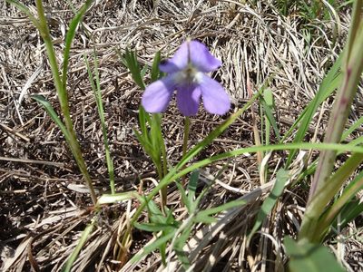 Viola pedatifida, photographed by Thomas Koffel