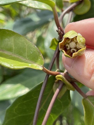 Cynanchum graphistemmatoides, photographed by Yj