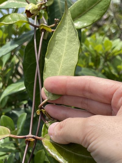 Cynanchum graphistemmatoides, photographed by Yj