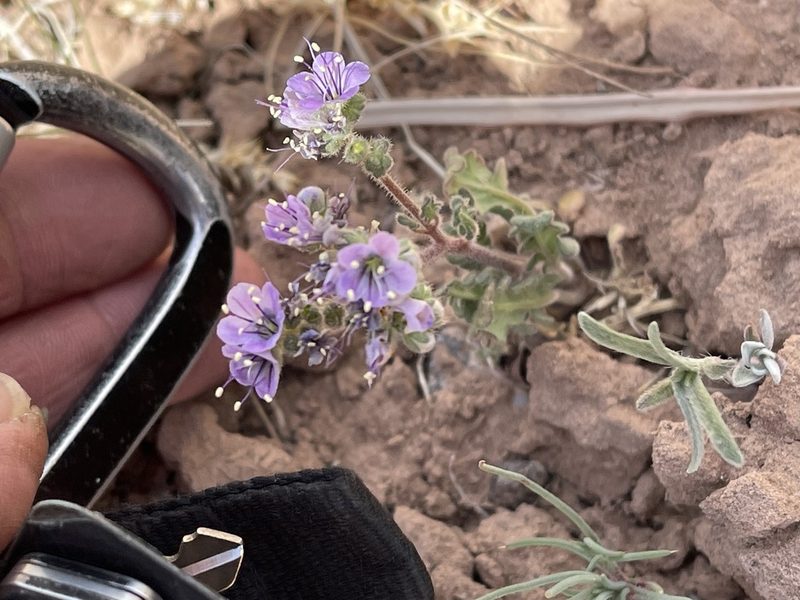Phacelia bombycina, photographed by CK2AZ