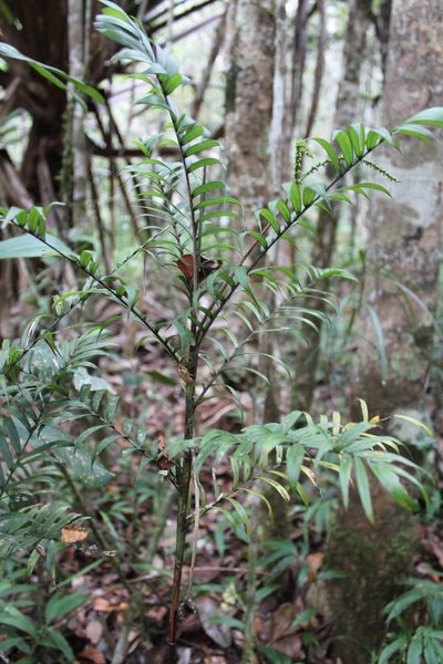 Dypsis concinna, photographed by Michael A. Alcorn