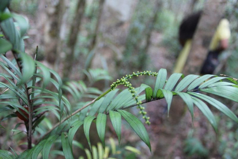 Dypsis concinna, photographed by Michael A. Alcorn