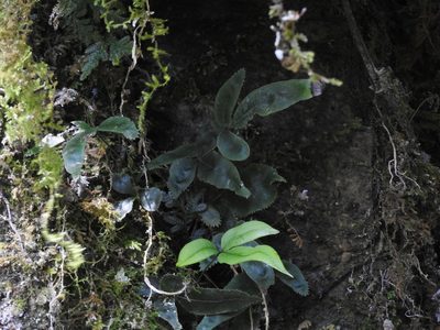 Pteris deltodon, photographed by Jacy Chen