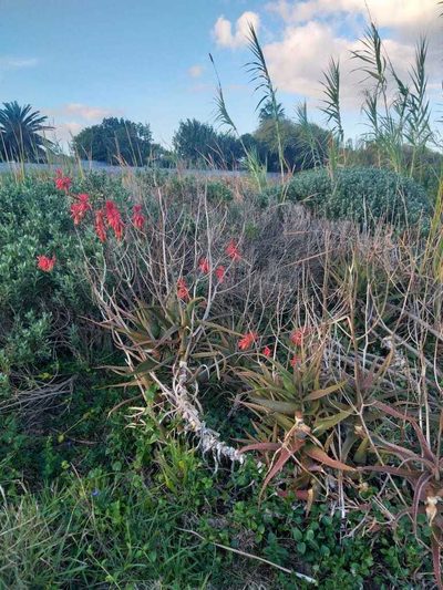 Aloe cameronii, photographed by Tim Kirsten