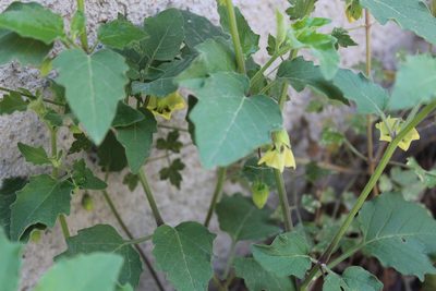 Physalis cinerascens, photographed by Francisco Martínez González