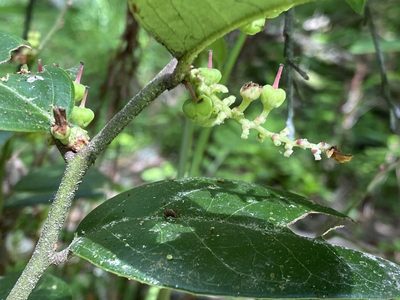 Leucothoe axillaris, photographed by Alan Weakley