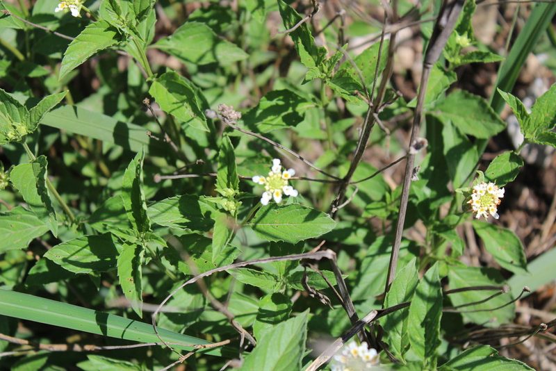 Lantana canescens, photographed by Francisco Martínez González
