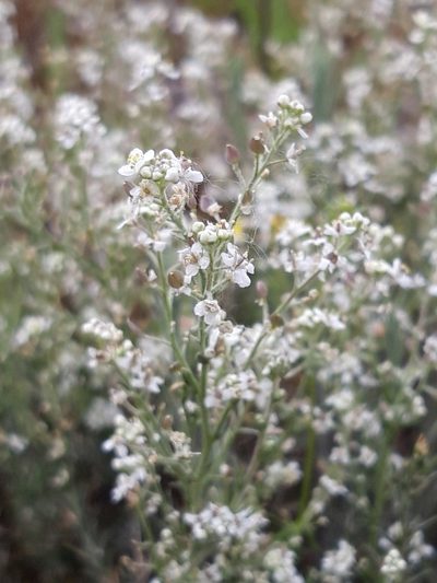 Lepidium subulatum, photographed by Rafael Medina