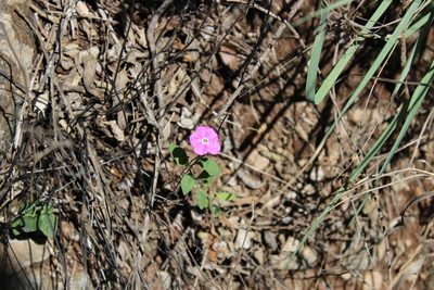Hunzikeria texana, photographed by Francisco Martínez González