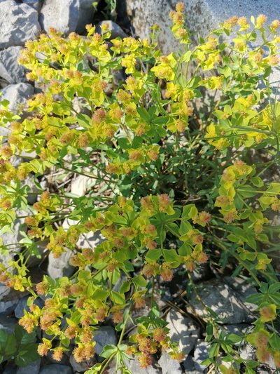 Euphorbia fragifera, photographed by Ljaž