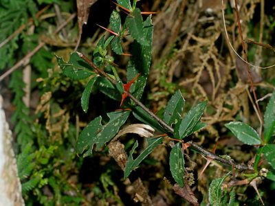 Zanthoxylum acanthopodium, photographed by Jacy Chen