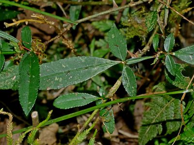 Zanthoxylum acanthopodium, photographed by Jacy Chen