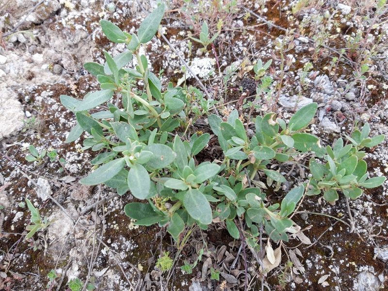 Helianthemum squamatum, photographed by Rafael Medina
