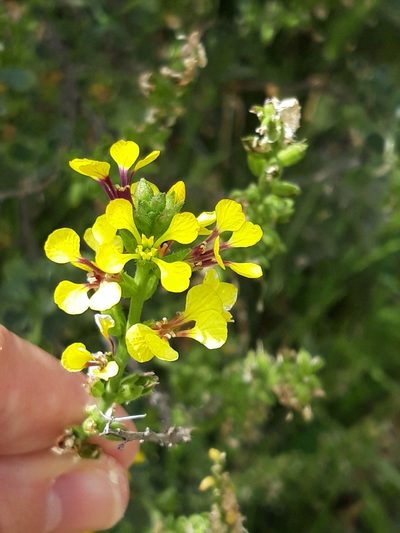 Vella pseudocytisus, photographed by Rafael Medina