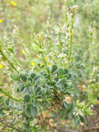 Vella pseudocytisus, photographed by Rafael Medina