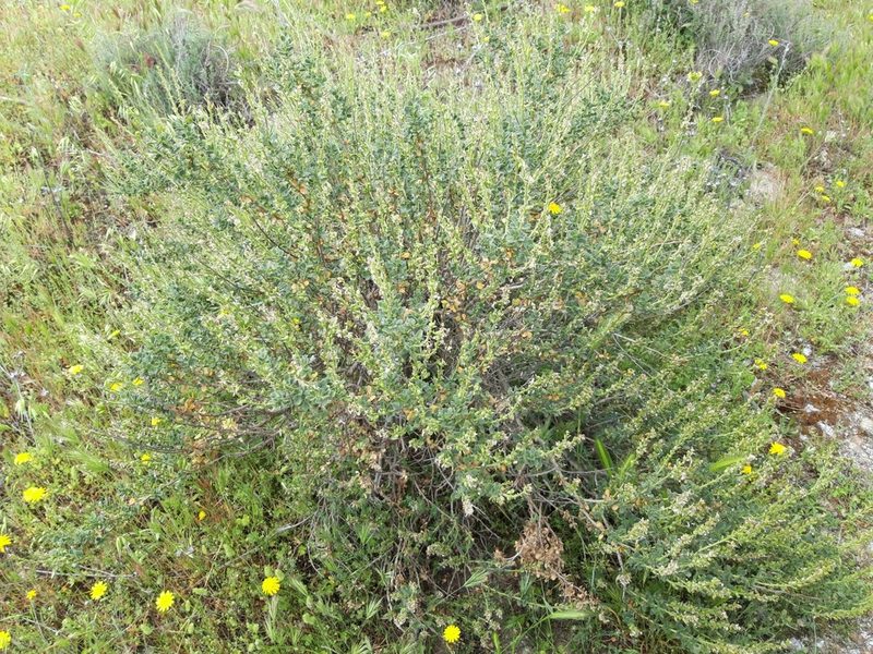Vella pseudocytisus, photographed by Rafael Medina