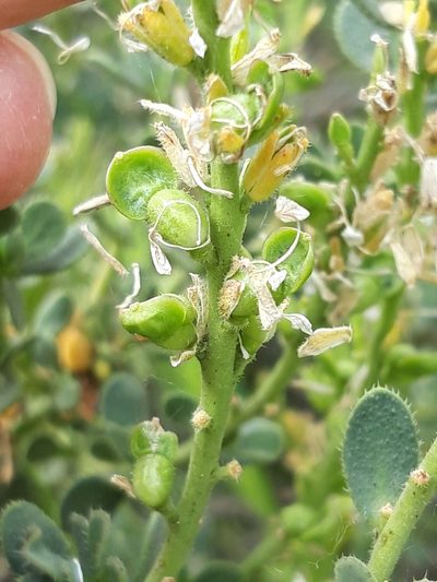 Vella pseudocytisus, photographed by Rafael Medina