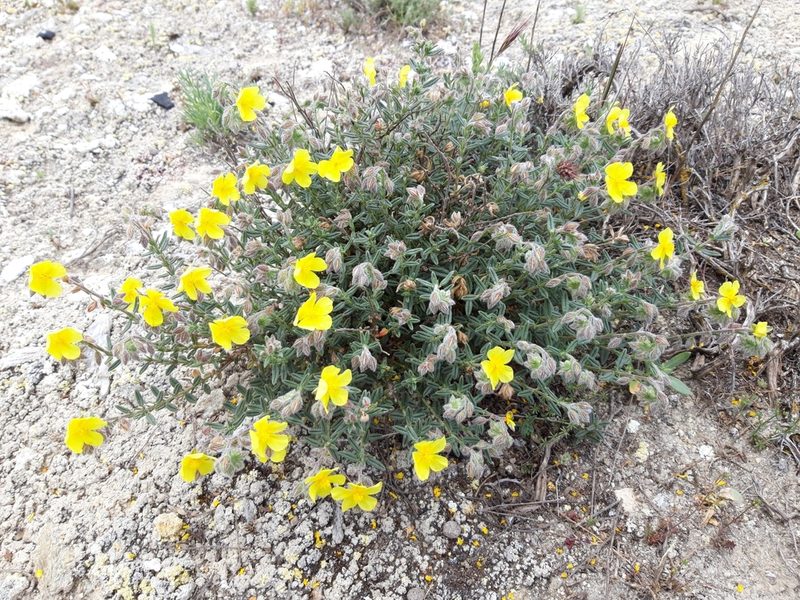 Helianthemum hirtum, photographed by Rafael Medina