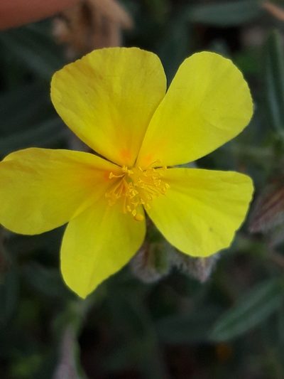 Helianthemum hirtum, photographed by Rafael Medina