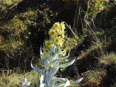 Senecio niveoaureus, photographed by novvictan