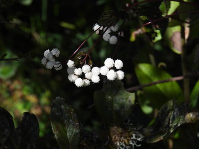 Ageratina gracilis, photographed by novvictan