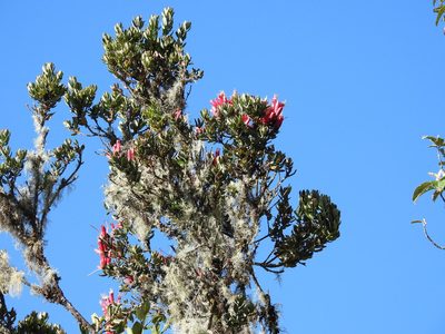 Bejaria mathewsii, photographed by novvictan