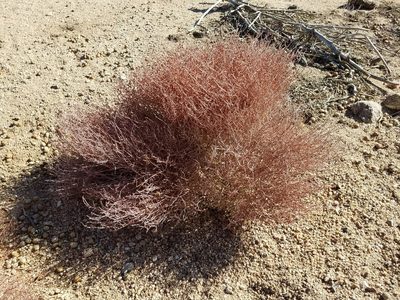Eriogonum palmerianum, photographed by Alan Rockefeller