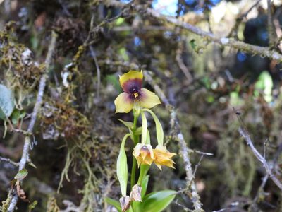 Telipogon berthae, photographed by novvictan