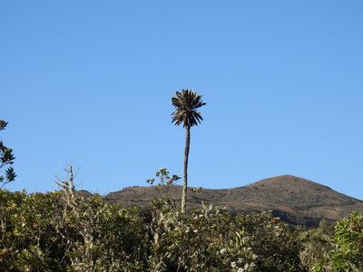 Espeletia uribei, photographed by novvictan