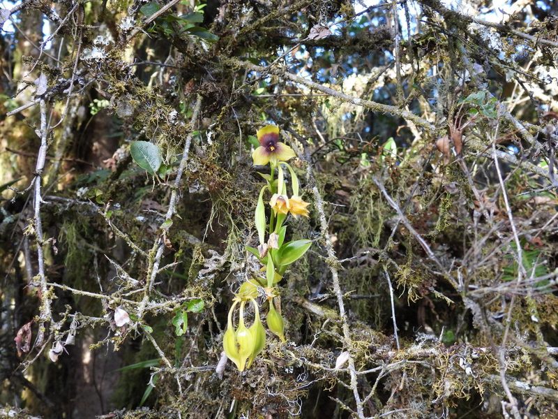 Telipogon berthae, photographed by novvictan