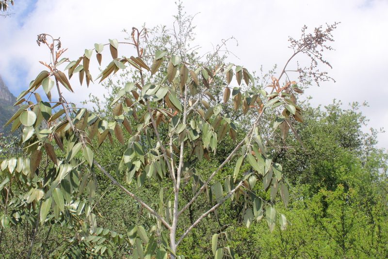 Decatropis bicolor, photographed by Francisco Martínez González