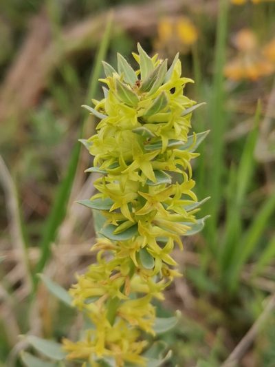 Thymelaea sanamunda, photographed by Roland Godon