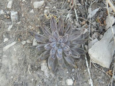 Echeveria unguiculata, photographed by Alejandro Gómez Maya