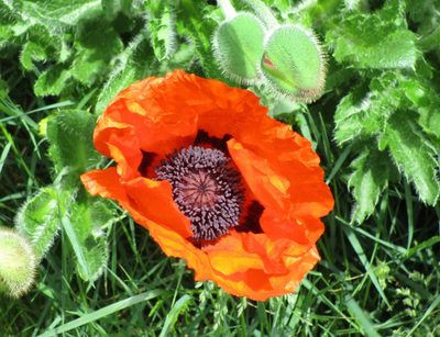 Papaver orientale, photographed by sprcrkwild