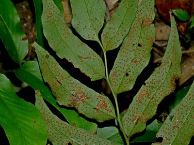 Cyrtomium taiwanianum, photographed by Jacy Chen