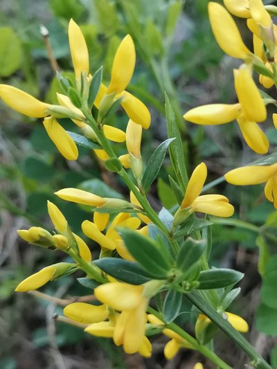 Genista januensis, photographed by Ljaž