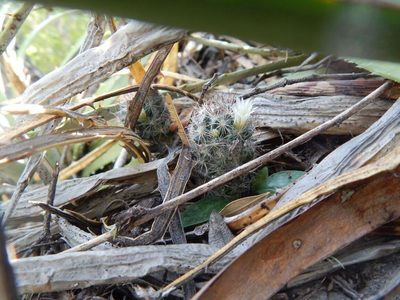 Mammillaria pilispina, photographed by Alejandro Gómez Maya