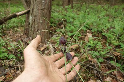 Fritillaria ruthenica, photographed by Aleksei Baushev