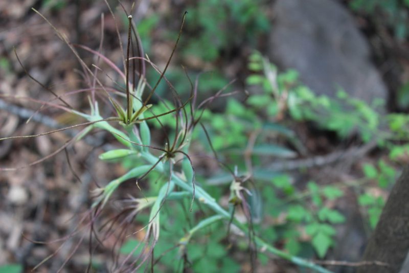 Agave variegata, photographed by Francisco Martínez González