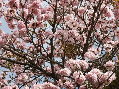 Tabebuia rosea, photographed by novvictan